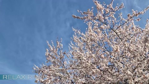 🔊 20 min - superfast 8D bilateral stimulation - EMDR music, audio sensory enhancement