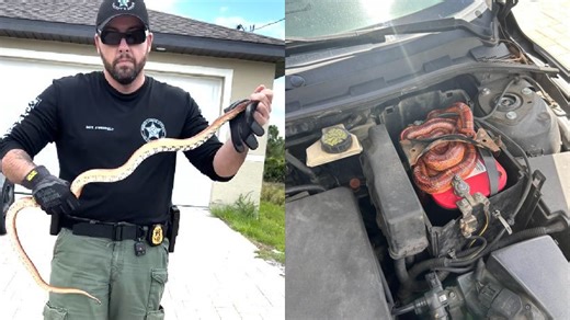 Florida deputies were called to remove a 20-foot python from a car engine. But that's not what they found