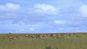 10K views · 124 reactions | As one of the world’s top biodiversity zones, Ethiopia boasts a fascinating array of wildlife, including rare and endemic species! Get a glimpse of the thrilling wildlife safari that awaits you in the Land of Origins  #LandOfOrigins #VisitEthiopia #wildlifesafari | Ethiopia Land of Origins | Facebook