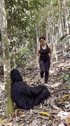 Okay, let's settle this... Does he REALLY look like King Kong? 🦍😂 #kingkong #funnyanimals #gorilla