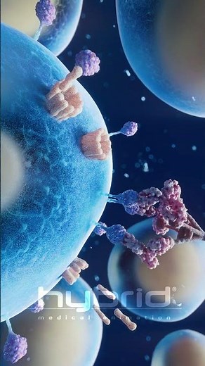 Monoclonal antibodies animation | antibody animation | #multiplemyeloma #monoclonalantibodies