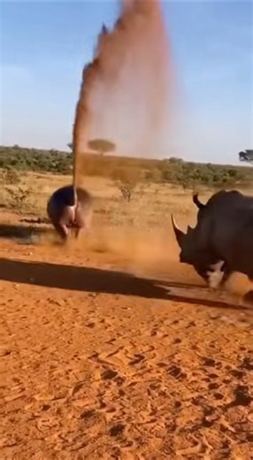 The hippopotamus throws out its super weapon #africa #wildlife #savanna #hippopotamus