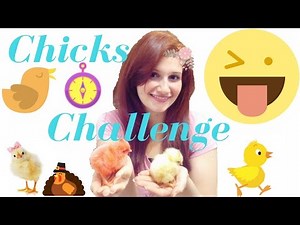 Chicks Challenge