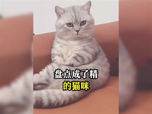 😂😂😂#貓咪 #貓咪日常 #貓咪的迷惑行為