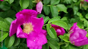 Close-up view of Bombus rupestris (cuckoo bumblebee) feeding on nectar of beautiful pink colored wild rose flower in a summer day. Soft focus. Slow motion handheld video. Beauty in nature theme. Stock Video