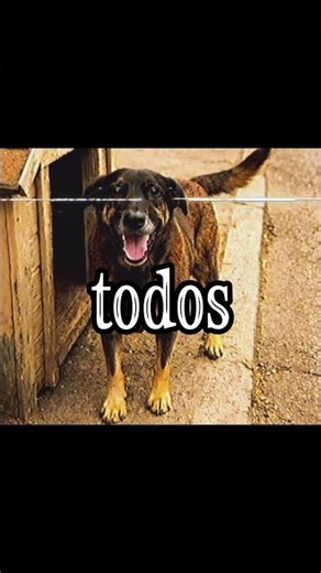 justiça pelo Orelha 😔✊ #caoorelha #triste #realidade