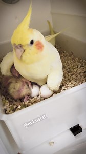Erkek sultan papağanımız tarçın bir baba ve yavrularını kanatları altında koruyor. Tüm babanların babalar günü kutlu olsun #father #cockatiel | Ev Kuşları