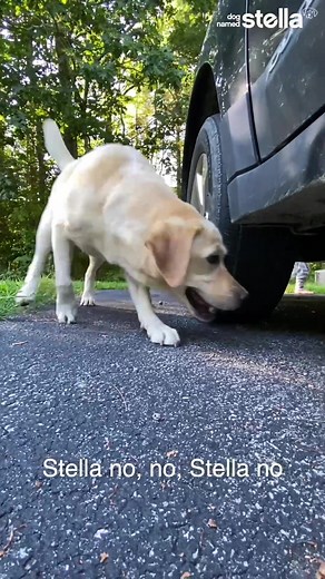 dognamedstella on TikTok