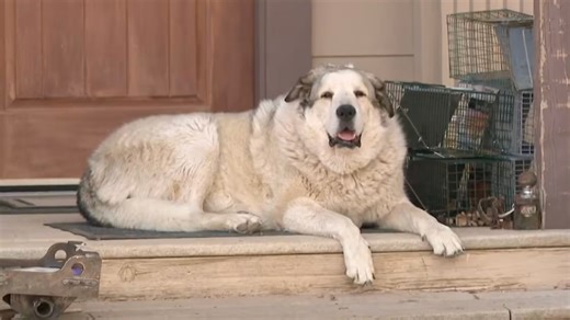 Dozens searched for a missing 2-year-old in the Arizona desert. Buford the dog was the real hero.