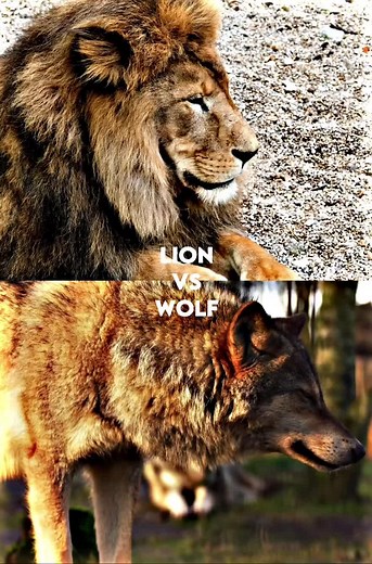 Lion vs Wolf: African Lion Battles Grey Wolf in Epic Animal Fight