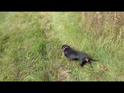 Best Deer tracking dog. “Sypris” Miller deer tracking. Hillsdale Co. Michigan.