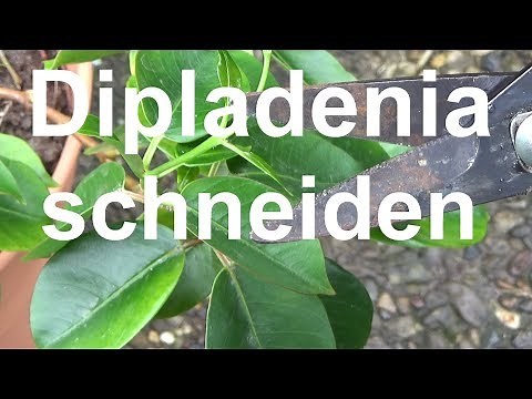 Dipladenia cutting Dipladenia Mandevilla pruning cutting back spring winter
