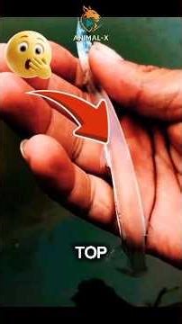 Top 3 Transparent Animals You Won’t Believe #facts #animals #shorts