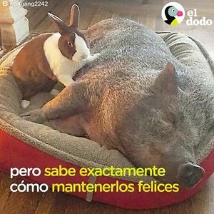 453K views · 10K reactions | Este hombre no puede dejar de adoptar perros. Y pollos. Y un chancho. Y todos viven bajo el mismo techo  | A mí me gustan los animales y la naturaleza | Facebook