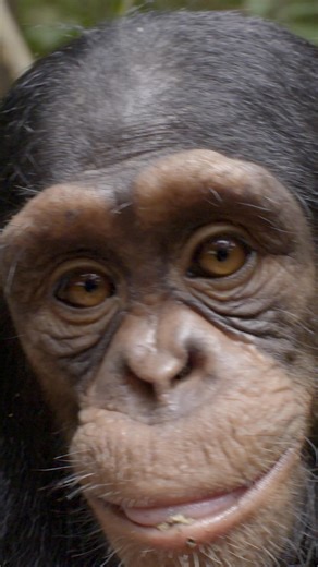 280K views · 2K reactions | Dr. Jane Goodall was a pioneer and advocate for chimpanzees. See how her efforts to save them have evolved in modern times. | Curiosity Stream | Facebook