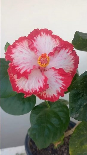 Tropical Hibiscus, ID: Hoosiers #hibiscus #flowers #garden #nature #photography #love #beautiful