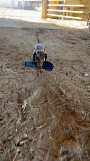 I had to leave the barn staff back home while I moved down here so they could keep everything running smoothly (you guys are the best🩵) but jax works pretty well and gets paid in scratches and treats so I can’t complain🤣 | Turnt Training and Barrel Horses