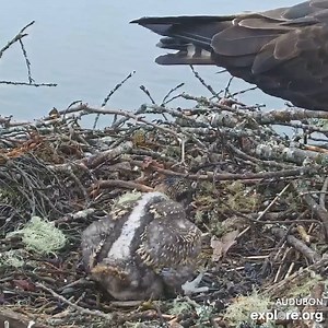 23K views · 931 reactions | An initial fumble that ends with a 10/10 poop shoot from Skipper. Live from our National Audubon Society Boathouse Osprey Cam in Maine. | explore.org | Facebook