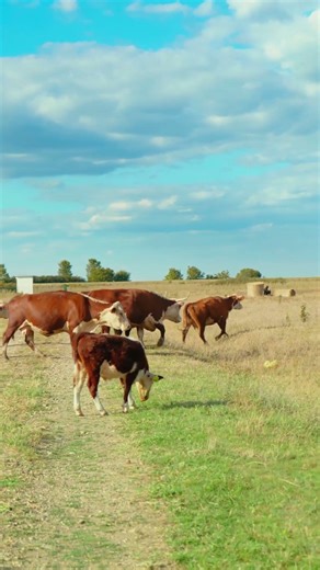 a peaceful rural scene with cows #countrylife #HappyCows