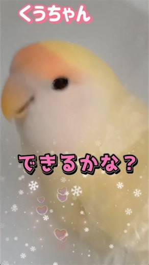 インコの｢お手｣可愛いすぎてゴメン4Kで魅せる美しいインコ画像実写 #コザクラインコ #インコのいる暮らし #shorts #インコとの学び #インコと芸 #ささやきインコ #実写