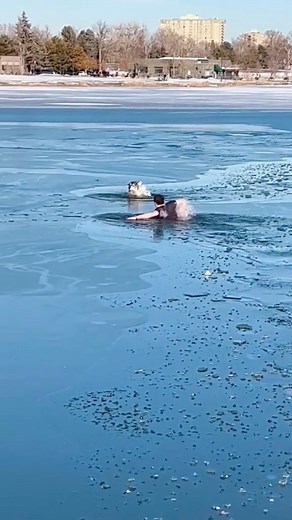 8.9M views · 485K reactions | Muchas personas dicen que solo son “animales” pero si no has llegado a sentir amor por uno de ellos, deberías preocuparte, te estás perdiendo gran parte del significado de la vida. ❤️ #perros #perritos #doglover #rescateanimal | Pandora Box Implementos Caninos | Facebook