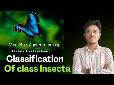 How Insects Are Classified? Detail Classification Of Class Hexapoda/Insecta.