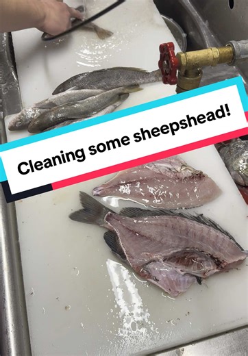 Let’s clean some NC sheepshead in the market! #newbern #newbernnc #newbern #ecu #kinston #ncseafood #sheepshead #ncfishing #fishmonger #fishmarket #seafood