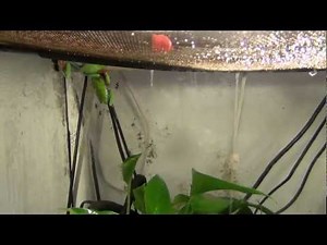Red Eye Tree Frogs breeding behavior