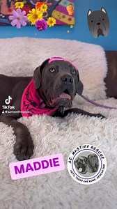 Miss Maddie Maddie Az mastiff rescue Phoenix, Arizona www.azmastiffrescue.com #azmastiffrescue #pacc911partner #rescuedismyfavoritebreed #adoptdontshop #canecorso #mastiff #giantbreed #phoenixarizona | AZ Mastiff Rescue