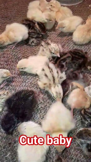 #quail #youtube #viralvideos #ইউরোপিয়ান