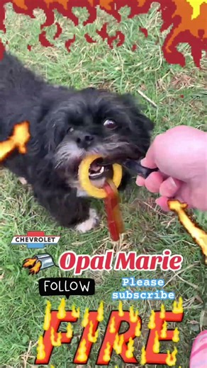 #dogs #chevy #silverado #trucks #pointersisters #fire