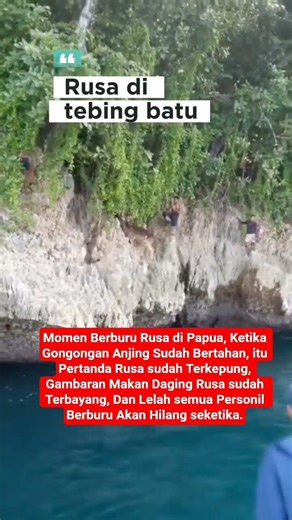 Budaya Berburu Rusa di Papua Bersama Warga. #trendingshorts #berburu #rusa #budayaindonesia
