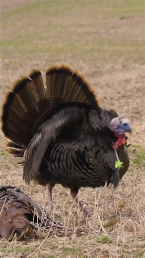 PERFECT Turkey Headshot with a Bow!! 🦃🔥 #hunting #archery