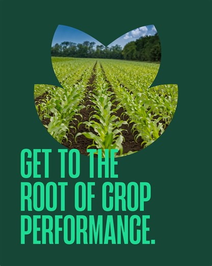 Even when crops look healthy, hidden nutrient deficiencies can quietly reduce yields, waste inputs, and impact profitability. Independent plant testing gives you the data to: • Identify nutrient gaps before they affect crop performance • Make informed decisions on fertiliser application • Protect yields and maximise return on inputs Act early. Protect your performance. Make confident decisions with science-backed insights. | ARL