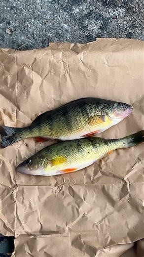 a couple perch today crispy sandwich…