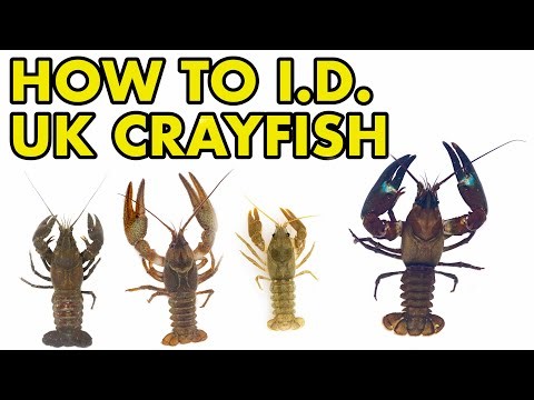 Every UK Crayfish Species I.D.