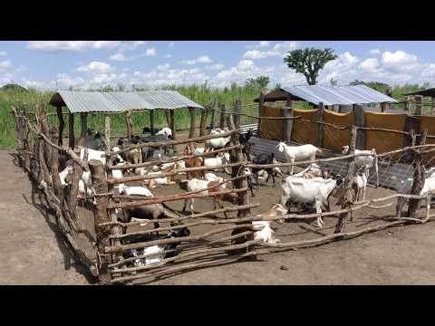 Stop Wasting Money on Fancy Goat Houses… Do This Instead!