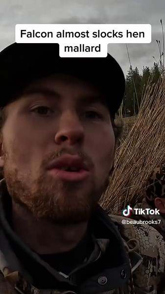 Falcon Attacks Mallard Duck in Crazy Encounter