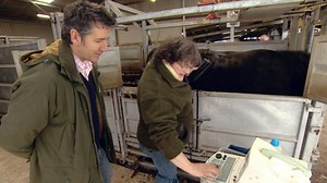 The science of breeding Aberdeen Angus Cattle