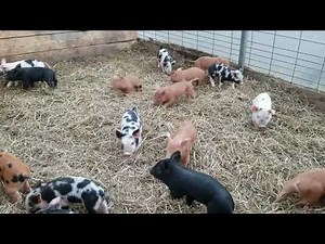 Piglets 2021 Running Around!