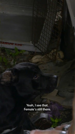 260K views · 8K reactions | These terrified pit bulls made the rescue tough — but the team got them to safety successfully! ❤️ #PitbullsAndParolees | Love Animals | Facebook