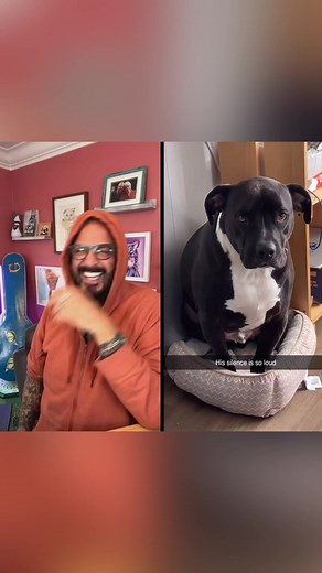 Funny Cat Stealing Dog's Bed! Funny Animals Video