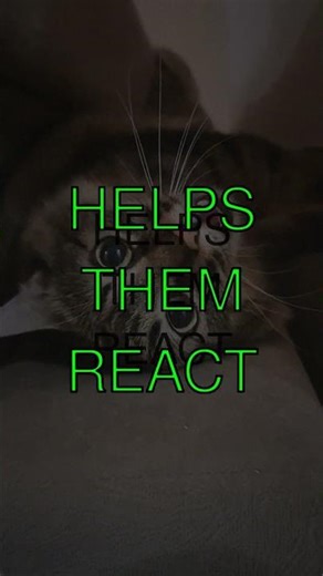 The Amazing Vision of Cats Did you know cats have a wider field of view than humans...