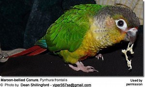 Conure - Alchetron, The Free Social Encyclopedia