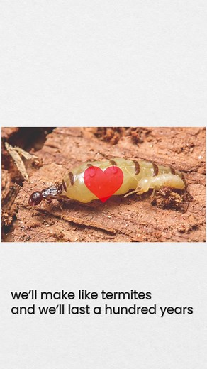 Songs About Bugs and Insects - Insect Love Song 🐜❤️