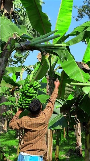 The Beginner's Guide to Banana Cutting Techniques #shorts