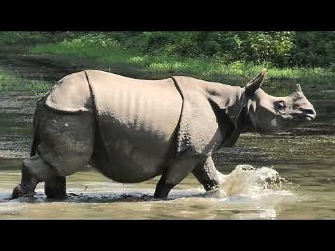 Chitwan National Park - Nepal 4K