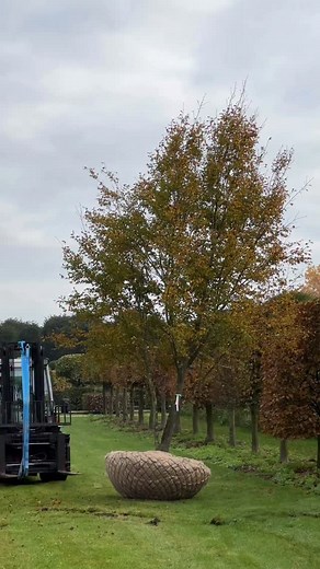 Almost done with this Carpinus betulus ‘Quercifolia’… We’ll add an extra wire basket for protection and support, tightly wrap its crown to save space in the truck, angle it on a pallet for easy loading, unloading and transport on site, and then this giant will be ready to leave my nursery! 😍🚛👋🏻 #carpinus #carpinusbetulus #carpinusbetulusquercifolia #gardenideas #boomkwekerij #gardenarchitecture #landscaping #treenursery #treesourcing #tuinarchitect #tuinarchitectuur #pépinière #plantsourcing