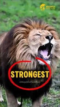 Top 5 Deadliest Animals to Humans (America Won’t Expect #1) #animals #animalfacts #mammals