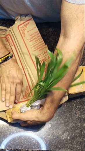 Areca Palm & Stephania Erecta Combo from Meesho | Easy Care Review #kalpagarden #shortvideos #plant